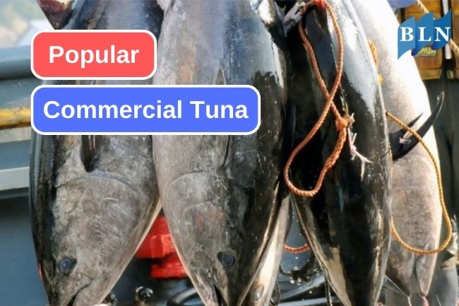 These are 5 Popular Tuna in Seafood Cuisine
